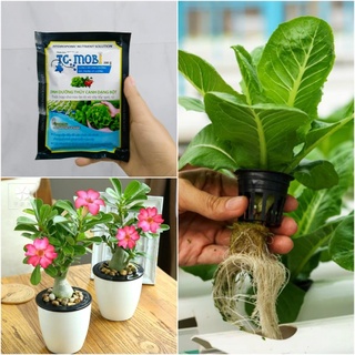 Dinh Dưỡng Pha Dung Dịch Thủy Canh Dạng Bột TC-MoBi 100g - Sản phẩm dinh dưỡng thế hệ mới cho cây thủy canh