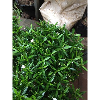 Cây mai vạn phúc ( tán khoảng 25-35cm)