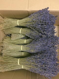 Hoa LAVENDER nhập khẩu Pháp