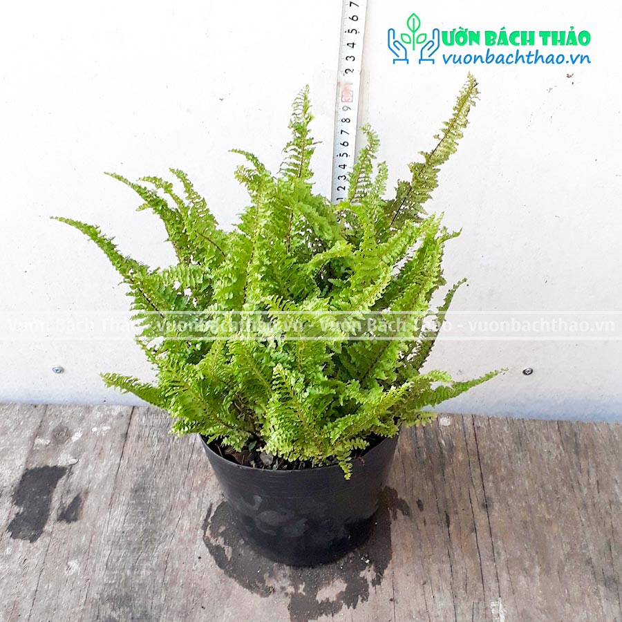 Cây dương xỉ lá nhuyễn kiểng lá đẹp