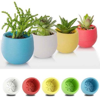 Chậu cây mini nhiều màu sắc dùng trang trí văn phòng