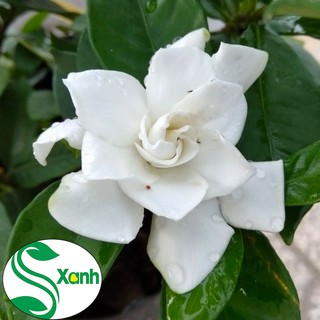 Hoa Lài Tiểu Thơ Bông Thơm Nồng Nàn