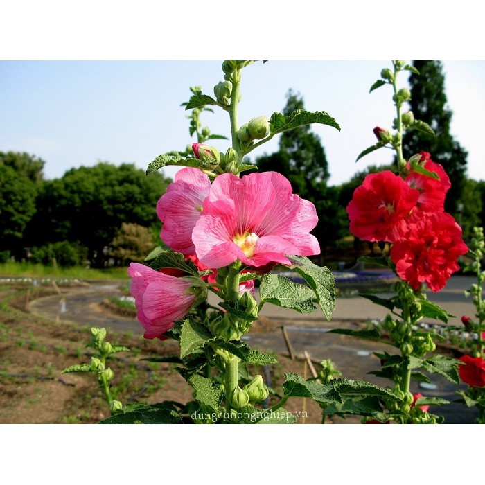 Hạt Giống hoa Mãn Đình Hồng Mix Màu 100 hạt