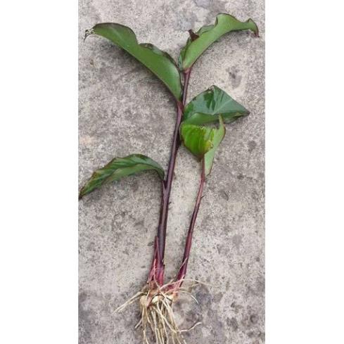 1kg Cây Dong Riềng Đỏ khô, chuẩn hàng loại 1 GT079