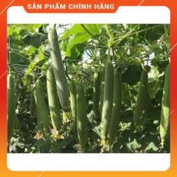 VNUA - HẠT GIỐNG MƯỚP HƯƠNG 7 LÁ F1 GÓI 2 GRAM