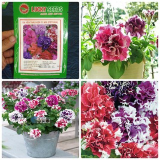 Hạt giống hoa dạ yến thảo kép mix - tặng kèm 3 viên nén kích thích hạt nảy mầm - DC
