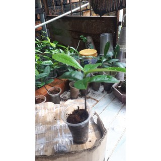combo 2 Cây đào hồng nhung sóc trăng ( 4 lá)