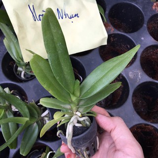 [Cây giống] Lan Hoàng Nhạn