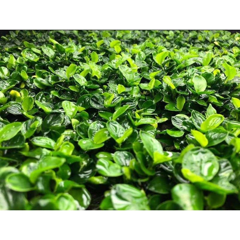 Ráy nana petite - Ráy nhiều ngọn - form lá đẹp hơn nana tàu dễ trồng không cần co2