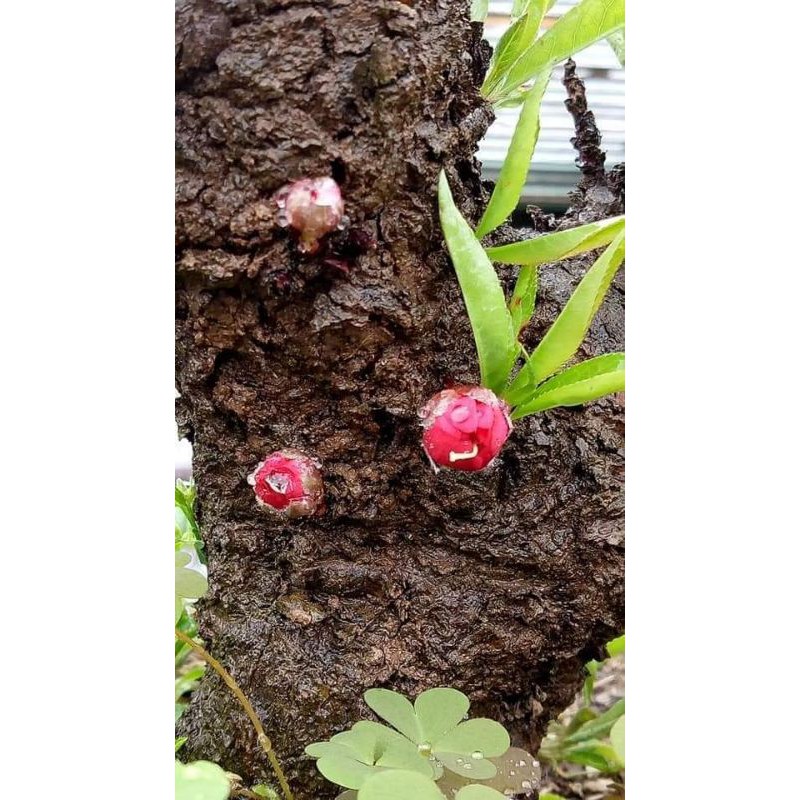 Cây đào thất thốn đỏ nhung, bích kép Lạng Sơn 2 năm