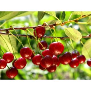 Hạt giống Anh đào (Cherry)