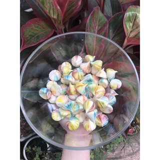 Kẹo meringue thơm ngon giòn tan trong miệng