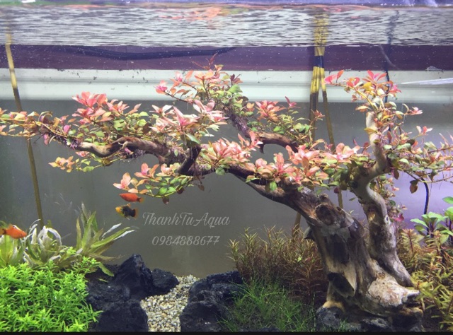 Bể cá thủy sinh Demo Thế Đào Tết