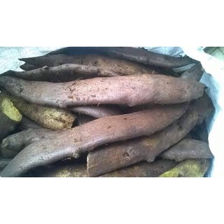 Tắc kè đá 3kg