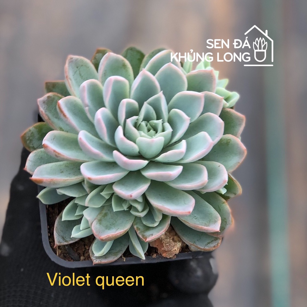 sen đá Violet queen - echeveria violet queen