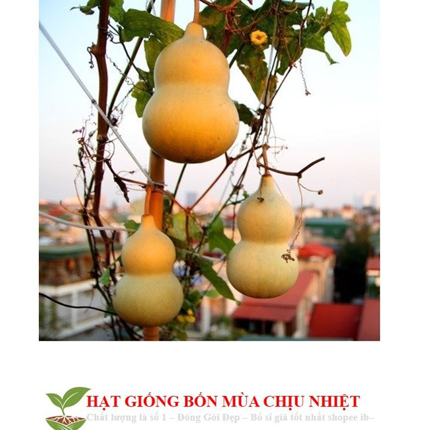 Hạt Giống Bầu Hồ Lô - Mini Siêu Kute (Lagenaria siceraria) 5 hạt ĐẾN MÙA TRỒNG TẾT