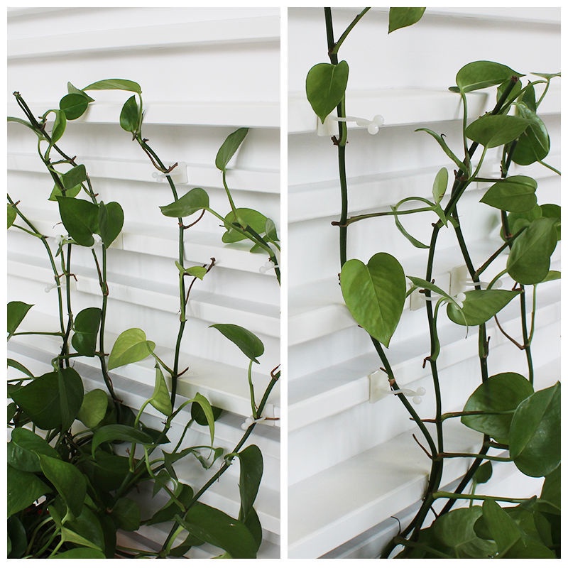 Kẹp Cố Định Cây Dây Leo Gắn Tường Tự Dính Tiện Dụng