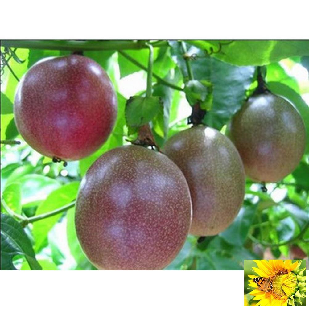 Hạt giống Chanh dây