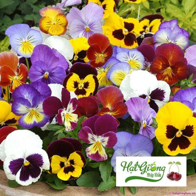 100 hạt giống hoa pansy mix màu LINH NGOC