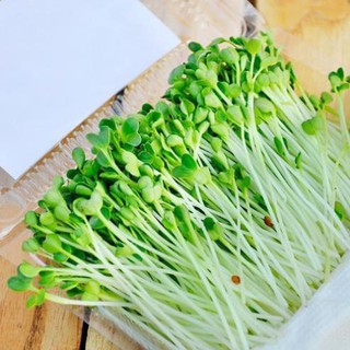 Hạt Giống Rau Mầm Đậu Hà Lan- Giống F1 Năng suất cao