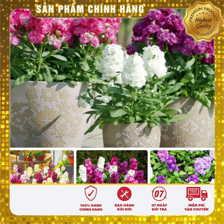 Hạt giống hoa hoàng anh mix nhiều màu dễ trồng - 50 hạt