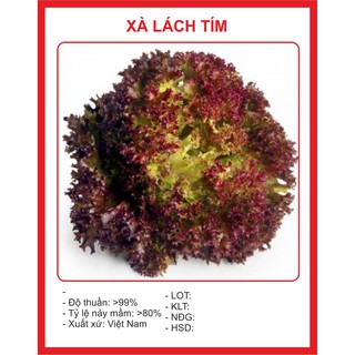 Hạt Giống Xà Lách Xoăn Tím - 0.2gr