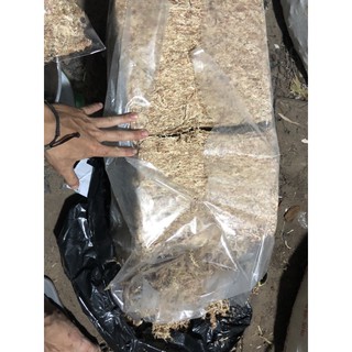 [100g] 1 túi dớn chile nhập khẩu