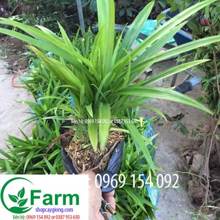 Combo 02 cây lá dứa thơm
