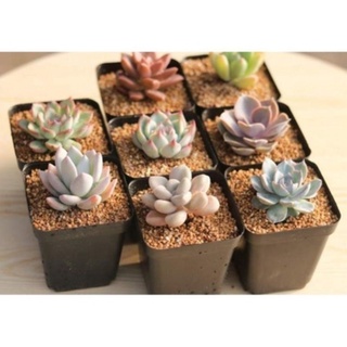 Chậu nhựa ĐEN trồng sen đá, xương rồng, cẩm nhung, ươm cây mầm MỚI- soen shop