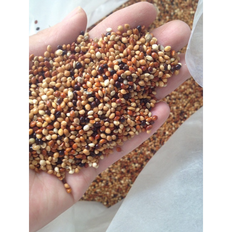 Hạt kê 4 màu, hạt cỏ Thái Lan, 1 túi 2kg dành cho chim ăn hạt, cu gáy... đầy đủ dinh dưỡng cho chim khỏe mạnh!