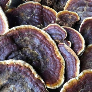 500g nấm linh chi rừng