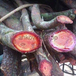 Cỏ máu phơi khô 100% nguyên chất 1 kg