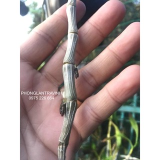 Thuốc kích hoa lan phi điệp GF