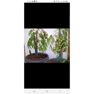 cây giống cóc thái