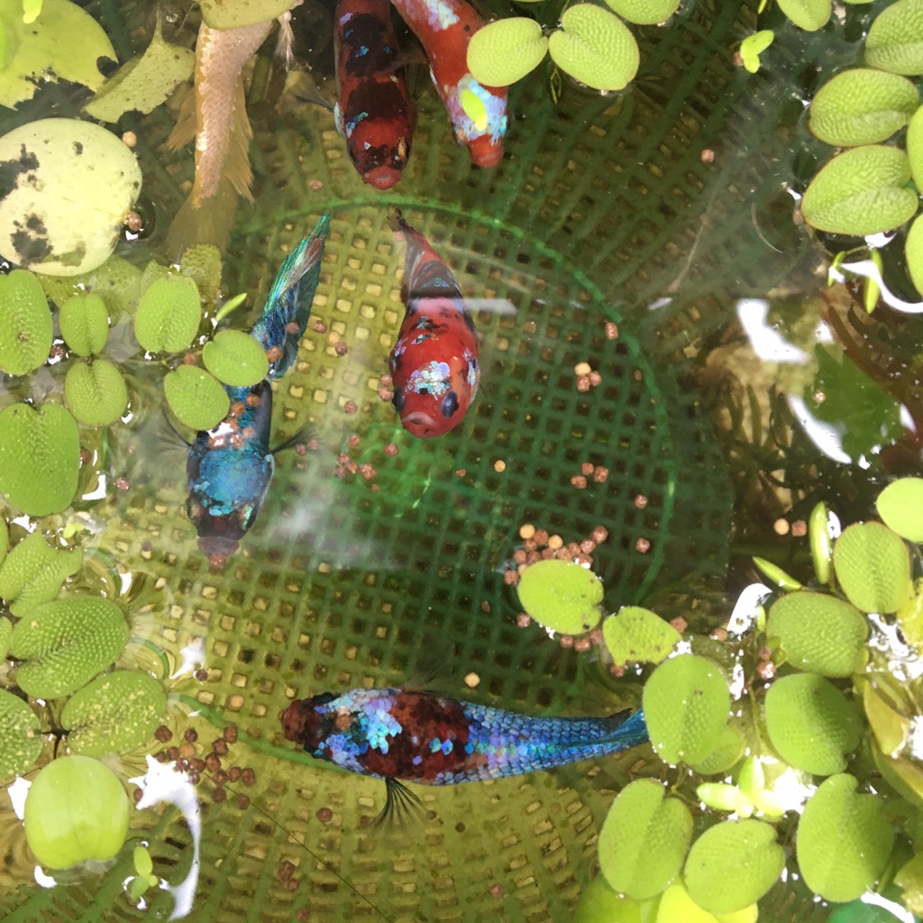 Thức ăn kích thích tăng trưởng cho cá betta, 7 màu guppy, cá vàng goldfish và các dòng cá cảnh nhỏ khác | Cám Mỹ 43% đạm