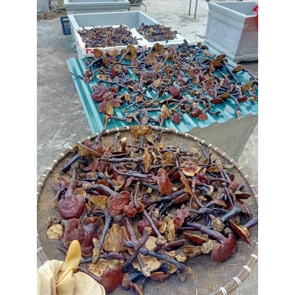 ⚡️SALE⚡️500g Nấm Lim xanh rừng Tây Bắc chuẩn rừng tự nhiên hỗ trợ bênh gout