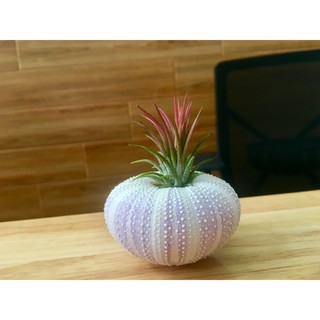 Vỏ cầu gai trưng cây không khí