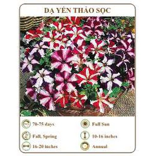 Hạt giống dạ yến thảo sọc - THE XANH