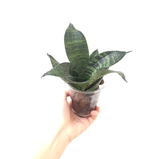 Cây lưỡi hổ xanh có thể trồng thuỷ sinh
