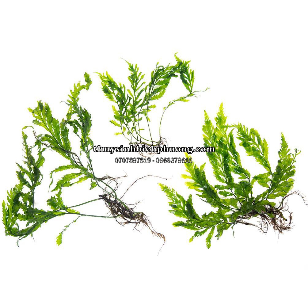 1 CỤM DƯƠNG XỈ CHÂU PHI THỦY SINH FULL LÁ NƯỚC NHƯ HÌNH |  DÁN LŨA ĐÁ CẮM NỀN THỦY SINH SIÊU ĐẸP