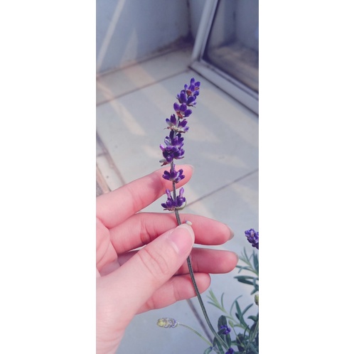 Hoa khô Lavender nhập khẩu siêu thơm  100 cành decor nội thất, hoa khô trang trí