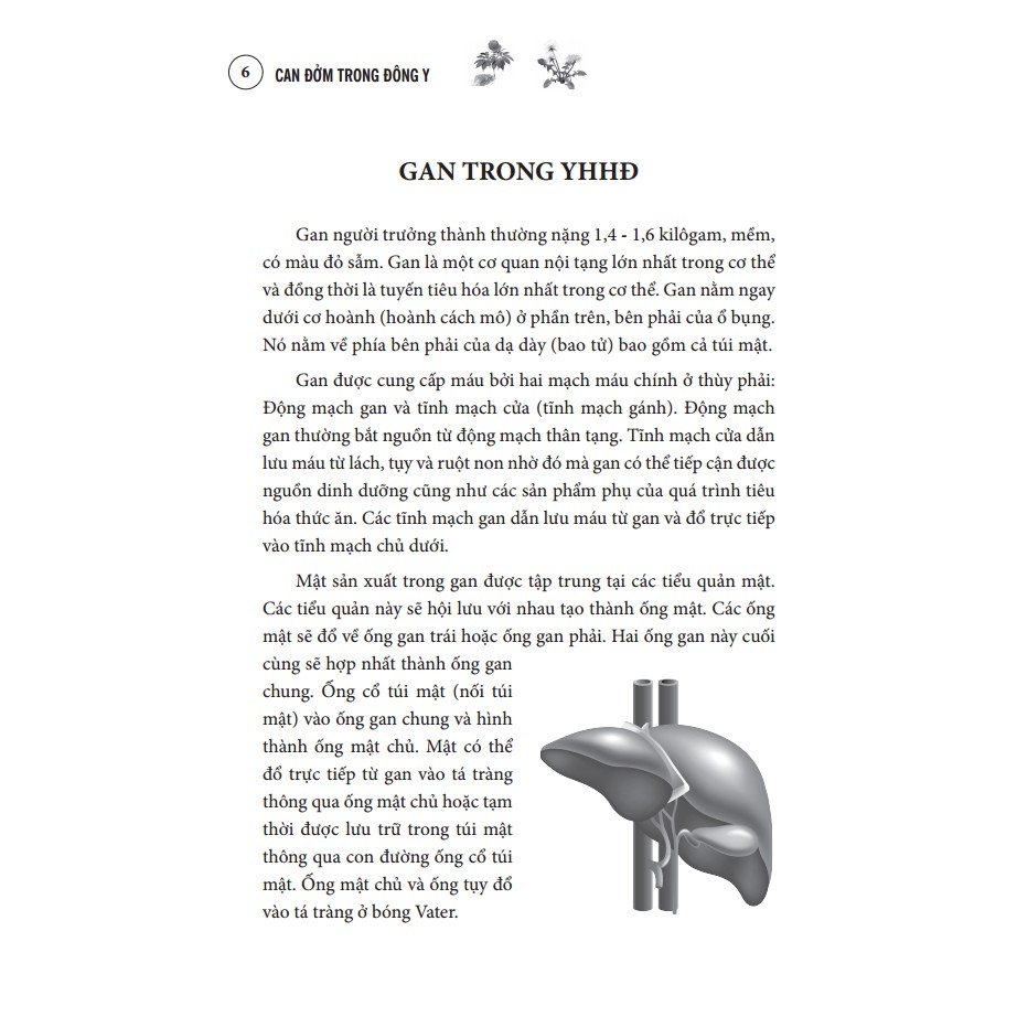 Sách - Can Đởm Trong Đông Y