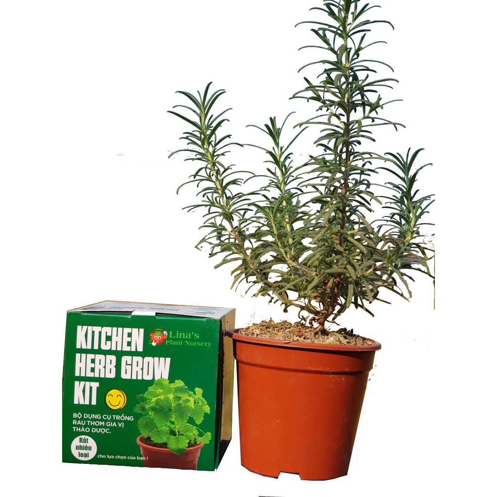 Bộ dụng cụ trồng cây hương thảo - Kitchen Herb Grow Kit