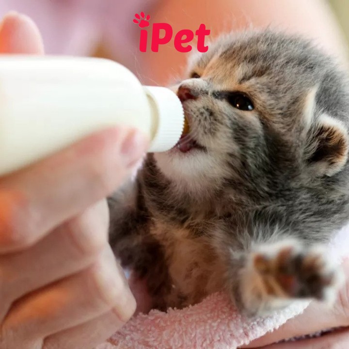 Sữa Bio Milk For Pet Cho Chó Mèo Con Sơ Sinh, Thú Cưng Mang Bầu, Biếng Ăn Cần Bổ Sung Dinh Dưỡng - iPet Shop