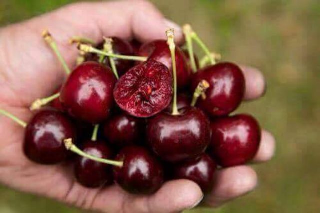 Cây Cherry Brazil