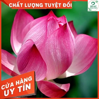 🌷10H_HẠT GIỐNG SEN TA (TÚI ZIP)🌷