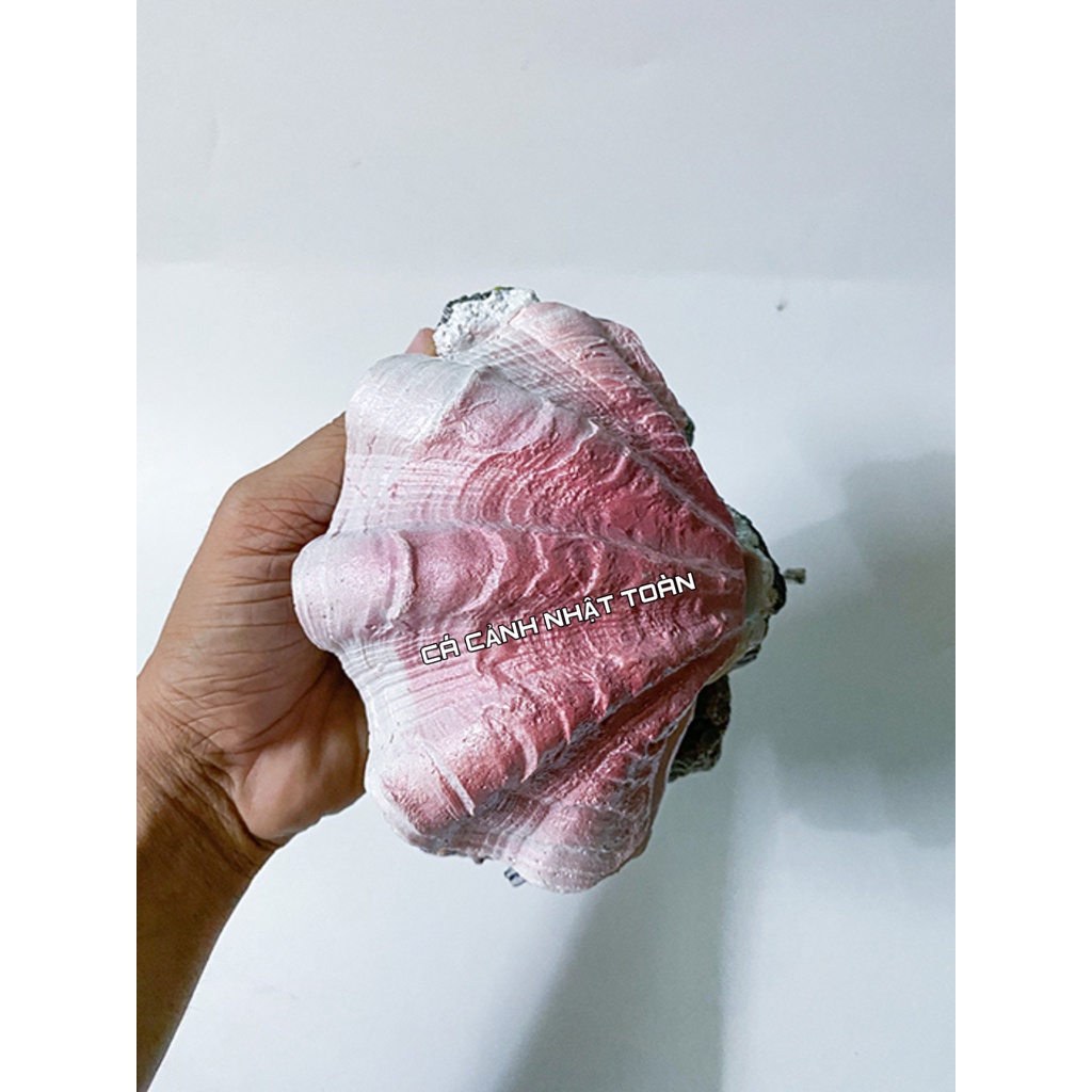 SÒ ĐÓNG MỞ NẮP TRANG TRÍ BỂ CÁ CẢNH DÀI 15CM