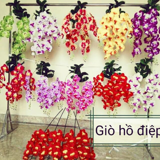 Giò cụm lan hồ điệp