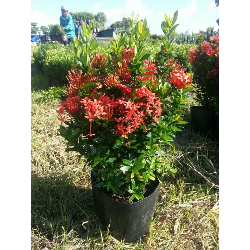 Hoa mẫu đơn Thái siêu nụ (giống mới )