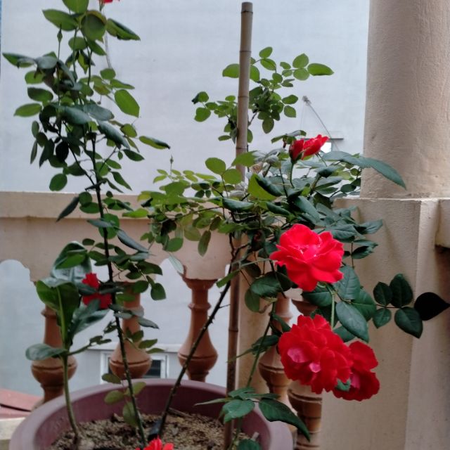 Vật tư Thẩm Mỹ Nam Phong